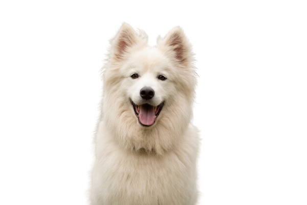 Happy dog with sound training mode